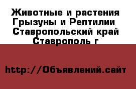 Животные и растения Грызуны и Рептилии. Ставропольский край,Ставрополь г.